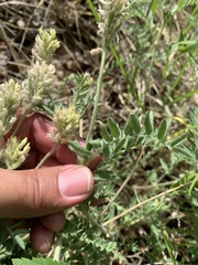 Oxytropis pilosa
