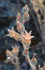 Dudleya abramsii