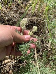 Oxytropis pilosa