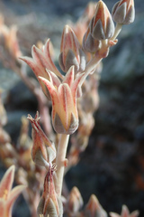 Dudleya abramsii