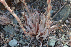 Dudleya abramsii