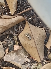 Menemerus semilimbatus