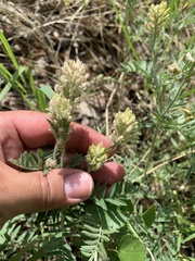 Oxytropis pilosa