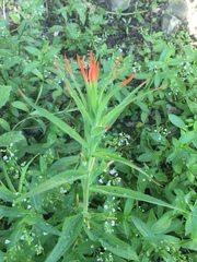 Castilleja minor stenantha