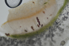 Solorina saccata