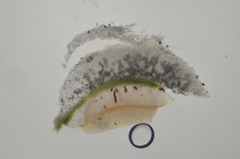 Solorina saccata