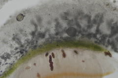 Solorina saccata