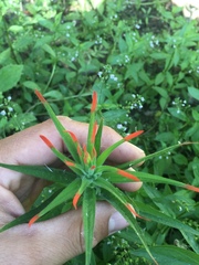 Castilleja minor stenantha