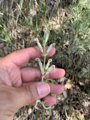Silene nutans