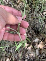 Silene nutans
