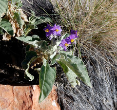 Solanum quadriloculatum