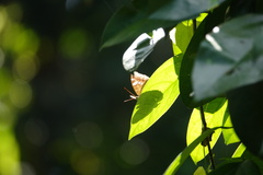 Euthalia aconthea gurda