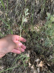 Silene nutans