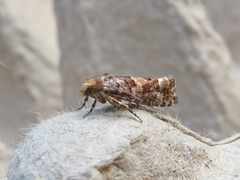 Eucopina tocullionana