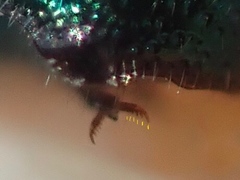 Philoctetes truncatus