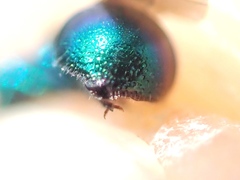 Philoctetes truncatus