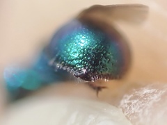 Philoctetes truncatus