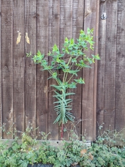 Euphorbia lathyris
