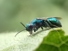 Philoctetes truncatus