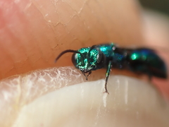 Philoctetes truncatus