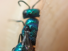 Philoctetes truncatus