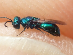 Philoctetes truncatus