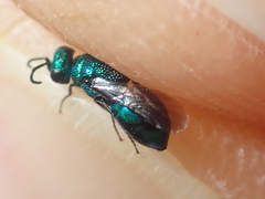 Philoctetes truncatus