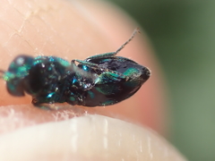 Philoctetes truncatus