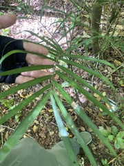 Chamaedorea seifrizii