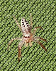 Thyene coccineovittata