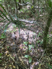 Chamaedorea seifrizii