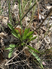 Silene chlorantha