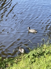 Fulica atra