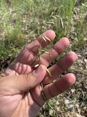 Silene chlorantha