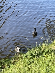 Fulica atra