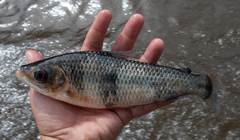 Megaleporinus trifasciatus