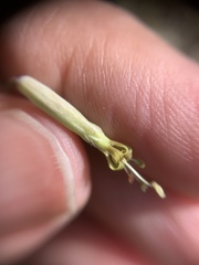 Silene chlorantha