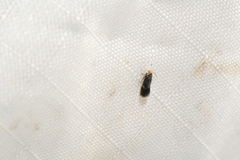 Ectoedemia similella