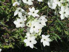 Ornithogalum arabicum