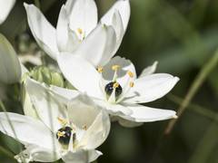 Ornithogalum arabicum