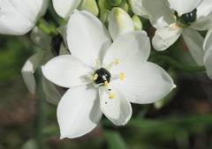 Ornithogalum arabicum