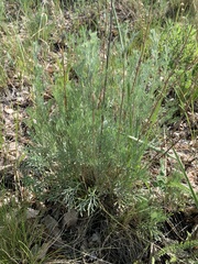 Artemisia