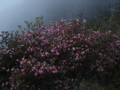 Rhododendron rubropilosum