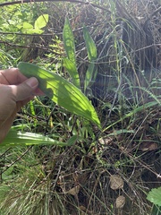 Plantago urvillei
