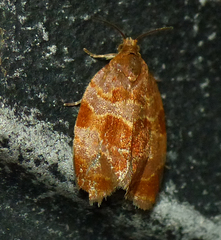 Clepsis listerana