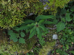 Paris polyphylla stenophylla