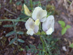 Vicia grandiflora