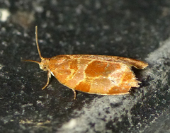 Clepsis listerana
