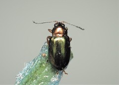 Crepidodera plutus