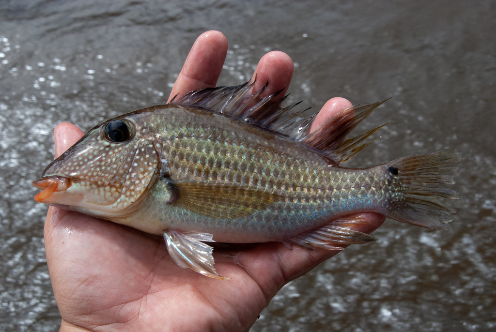Demon eartheater (Satanoperca jurupari) — Cichlidae